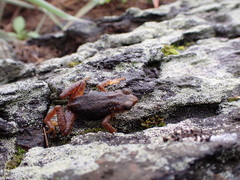 Nimbaphrynoides occidentalis