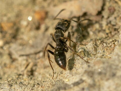 Ectomomyrmex javanus