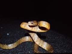Pareas carinatus