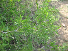 Rhamnus erythroxylum