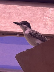 Tyrannus caudifasciatus