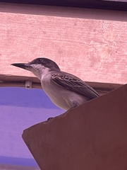 Tyrannus caudifasciatus