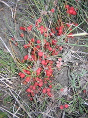Ephedra monosperma