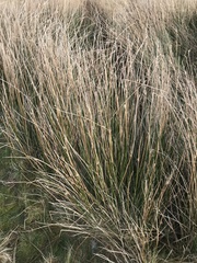 Juncus inflexus