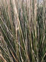 Juncus inflexus