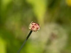 Allium macrostemon