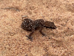 Pachydactylus geitje