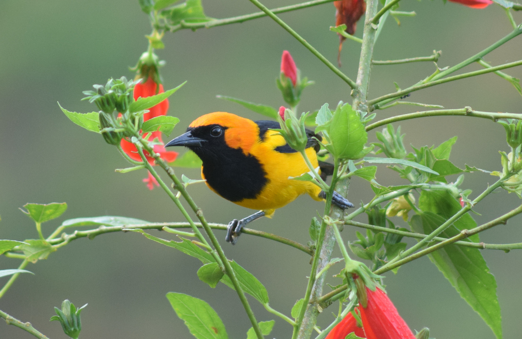 Orange-Crowned Oriole