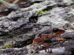 Nimbaphrynoides occidentalis