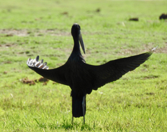 Anastomus lamelligerus