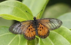 Acraea igola