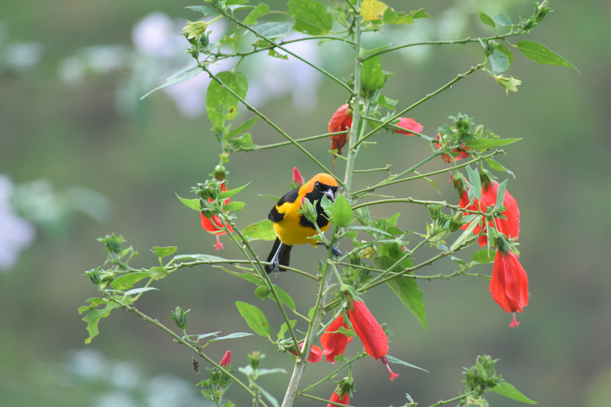 Orange-crowned Oriole illustration