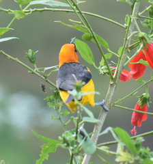 Icterus auricapillus