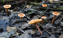 Lactarius neotabidus