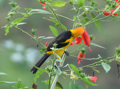 Icterus auricapillus