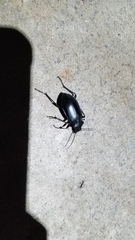 Calosoma peregrinator