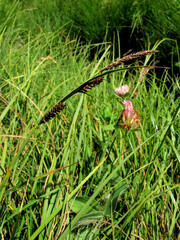 Carex flacca
