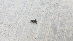 Sphenophorus cicatristriatus