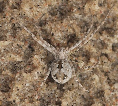 Rhysodromus fallax