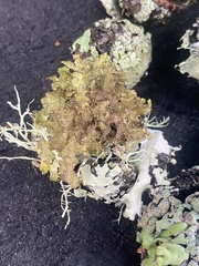 Tuckermanopsis orbata