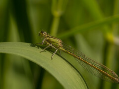 Ischnura elegans
