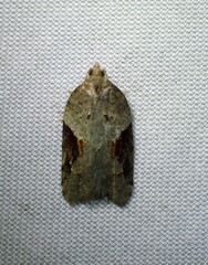 Acleris macdunnoughi