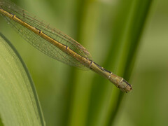 Ischnura elegans