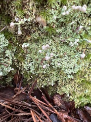 Cladonia peziziformis
