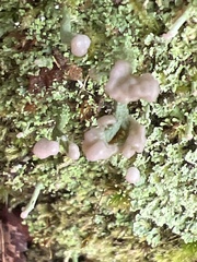 Cladonia peziziformis