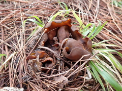 Phylloscypha phyllogena