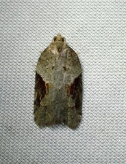Acleris macdunnoughi