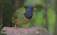 Barred Fruiteater photo 2