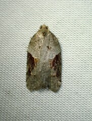 Acleris macdunnoughi