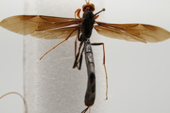 Megarhyssa atrata
