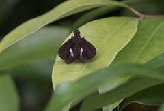 Notocrypta paralysos varians