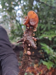 Auricularia auricula-judae