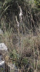 Drimia maritima