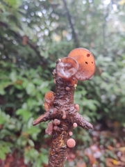 Auricularia auricula-judae