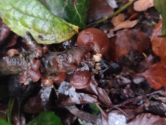Auricularia auricula-judae