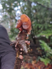 Auricularia auricula-judae
