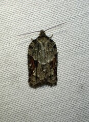 Acleris ptychogrammos