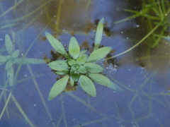 Callitriche palustris