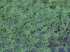 Callitriche palustris