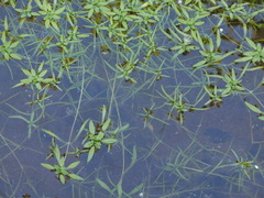 Callitriche palustris