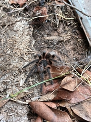 Grammostola