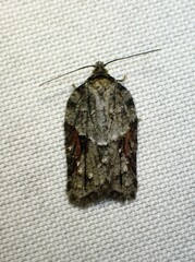 Acleris ptychogrammos