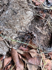 Grammostola
