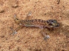Pachydactylus austeni