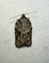 Acleris ptychogrammos