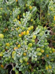 Tetraena fontanesii image